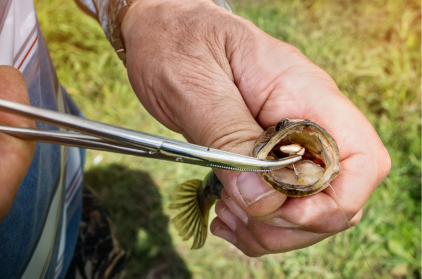Best Fly Fishing Forceps